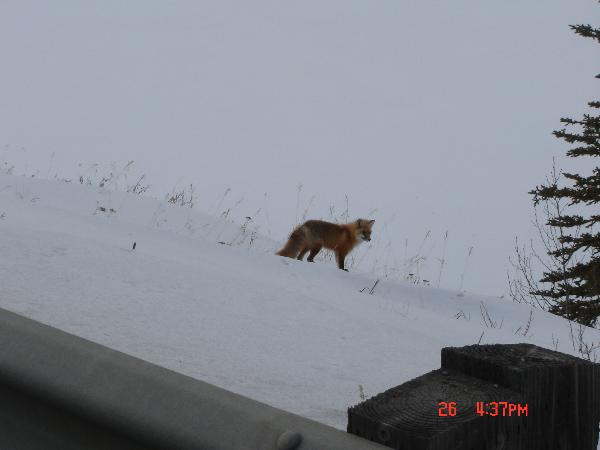 Photo of Vulpes vulpes by Andrea Paetow